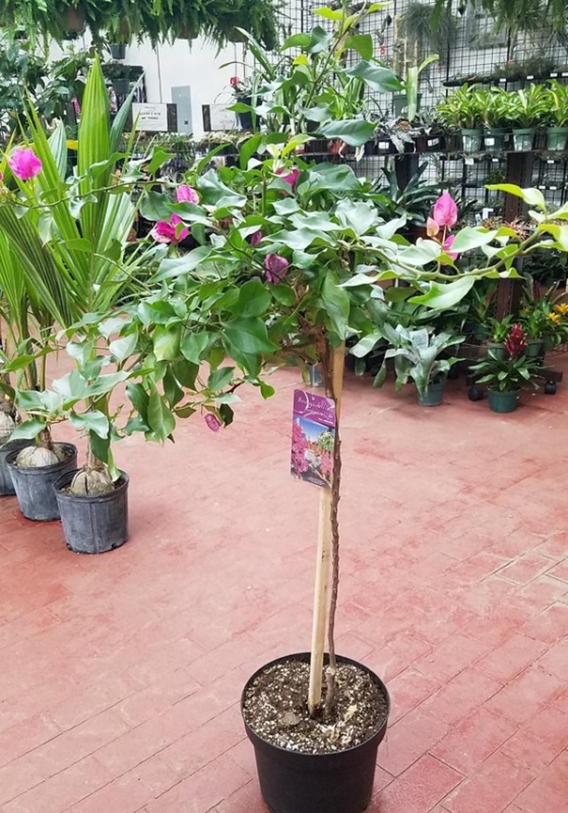 Бугенвилия (микс) Bougainvillea spp.