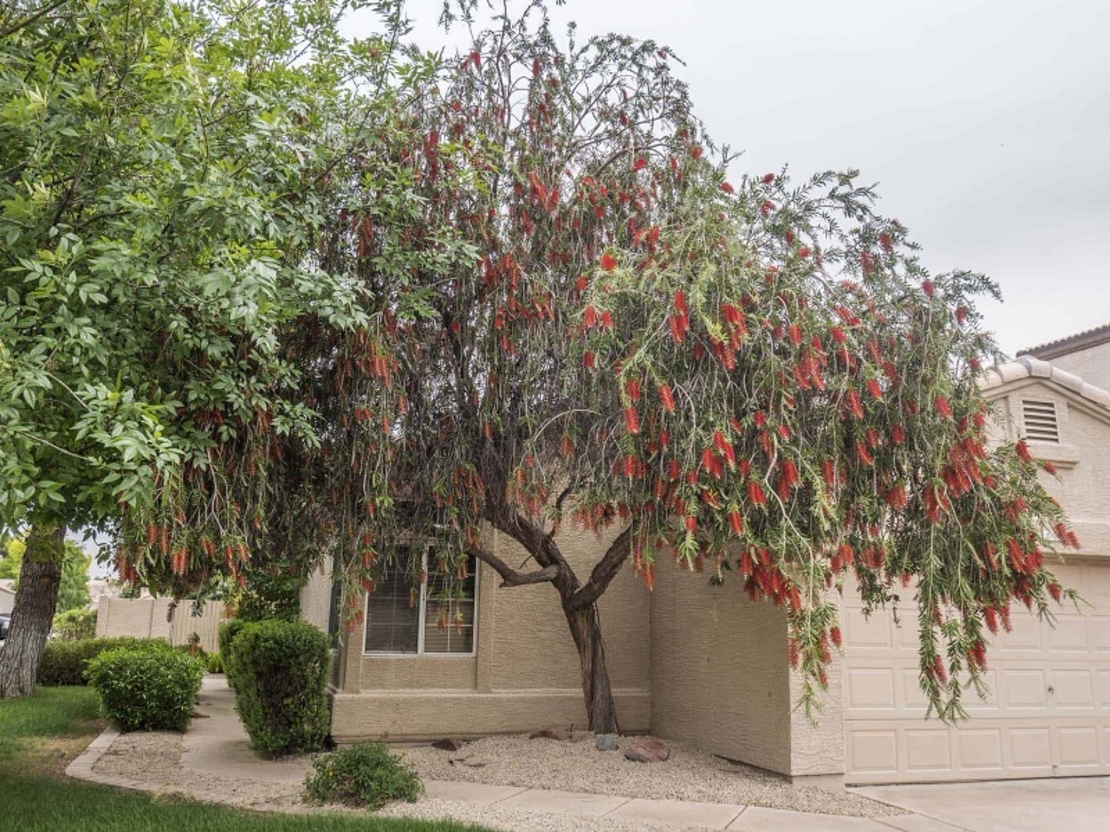 Калистемон (четковидно дърво) Callistemon rigidus