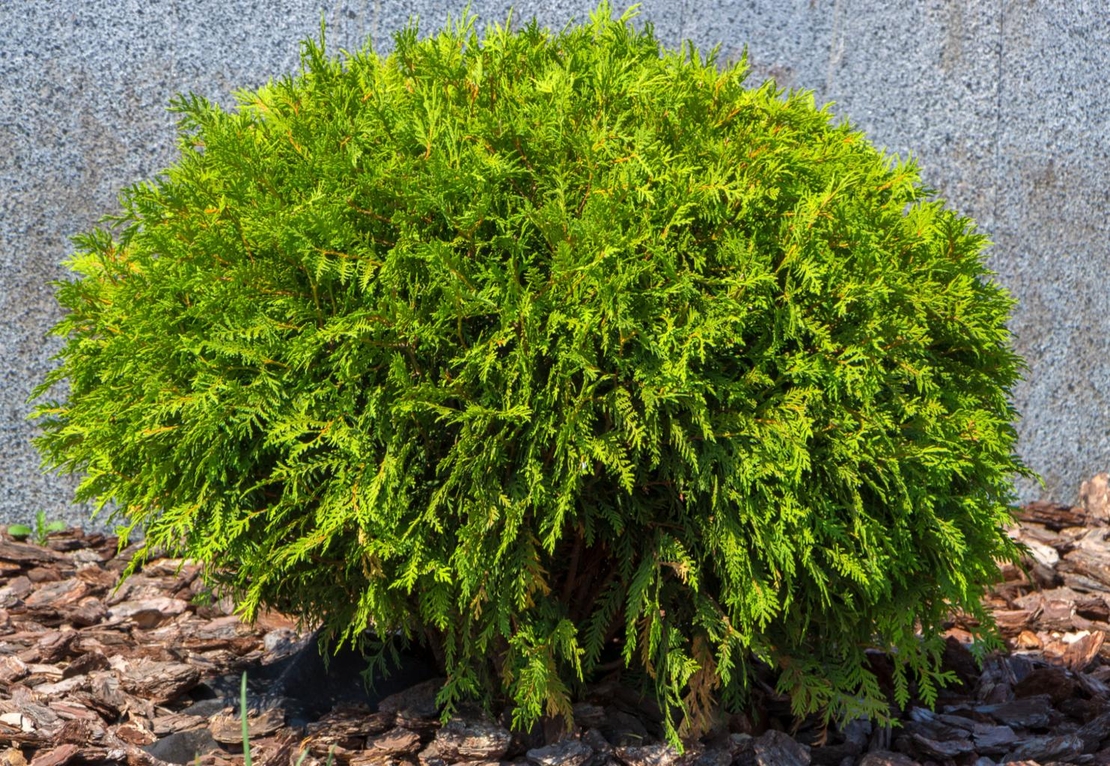 Туя Даника	Thuja occ. 