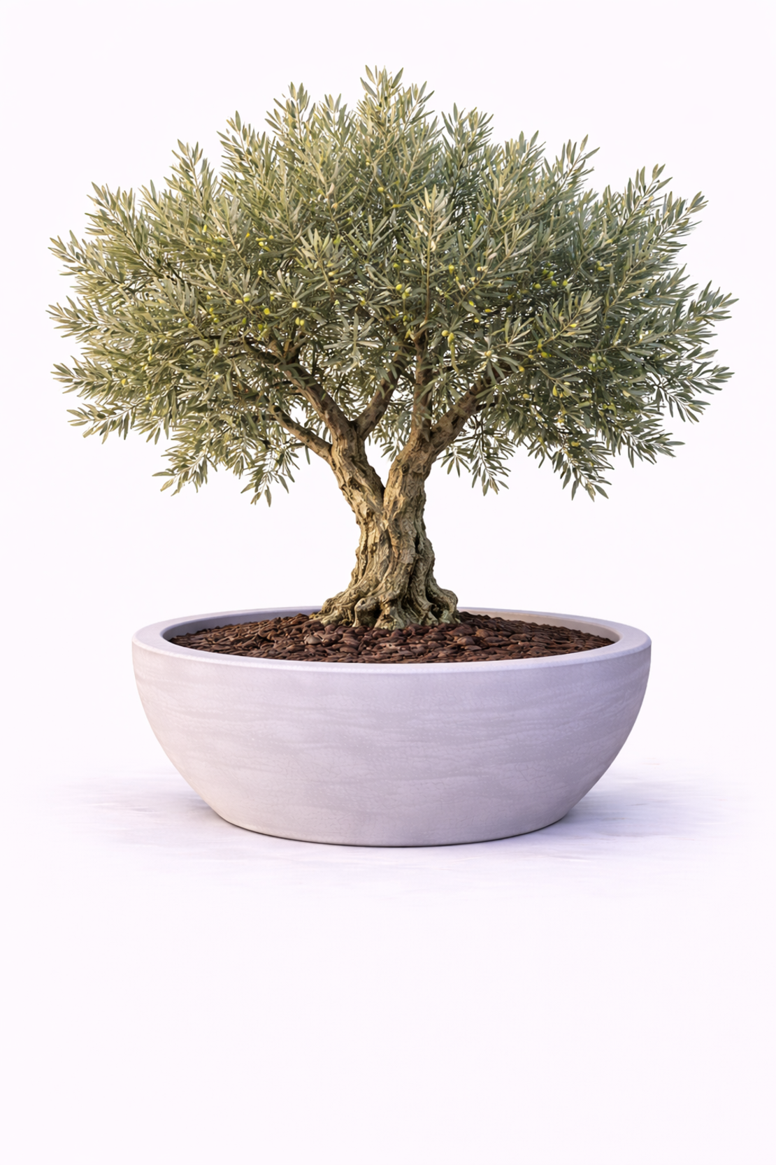 Маслина европейска Olea europaea