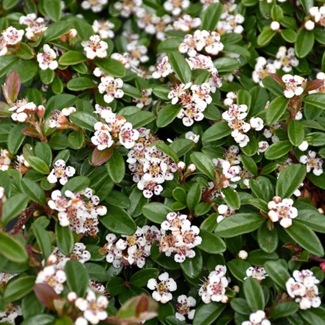 Котонеастер (пълзящ) Cotoneaster dammeri