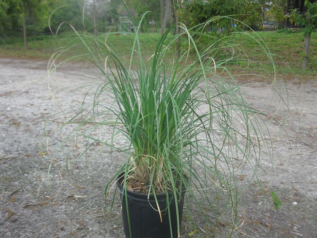 Кортадерия (пампасна трева) Cortaderia selloana