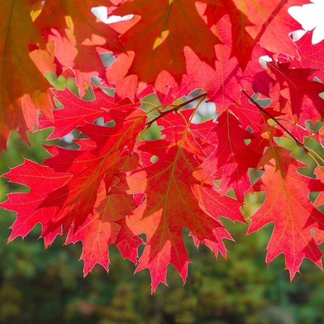Червен дъб Quercus rubra