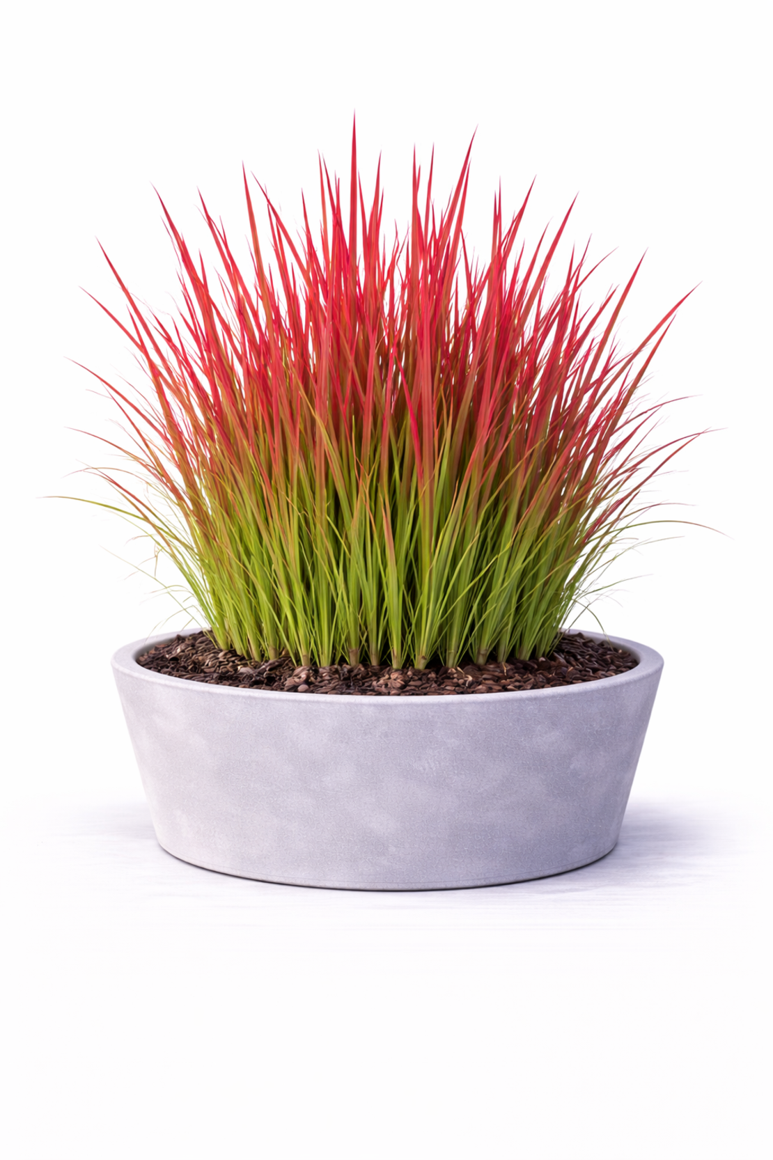 Императа ‘Red Baron’ Imperata cylindrica ‘Red Baron’