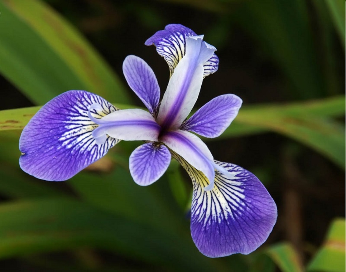 Ирис (перуника) Iris spp.