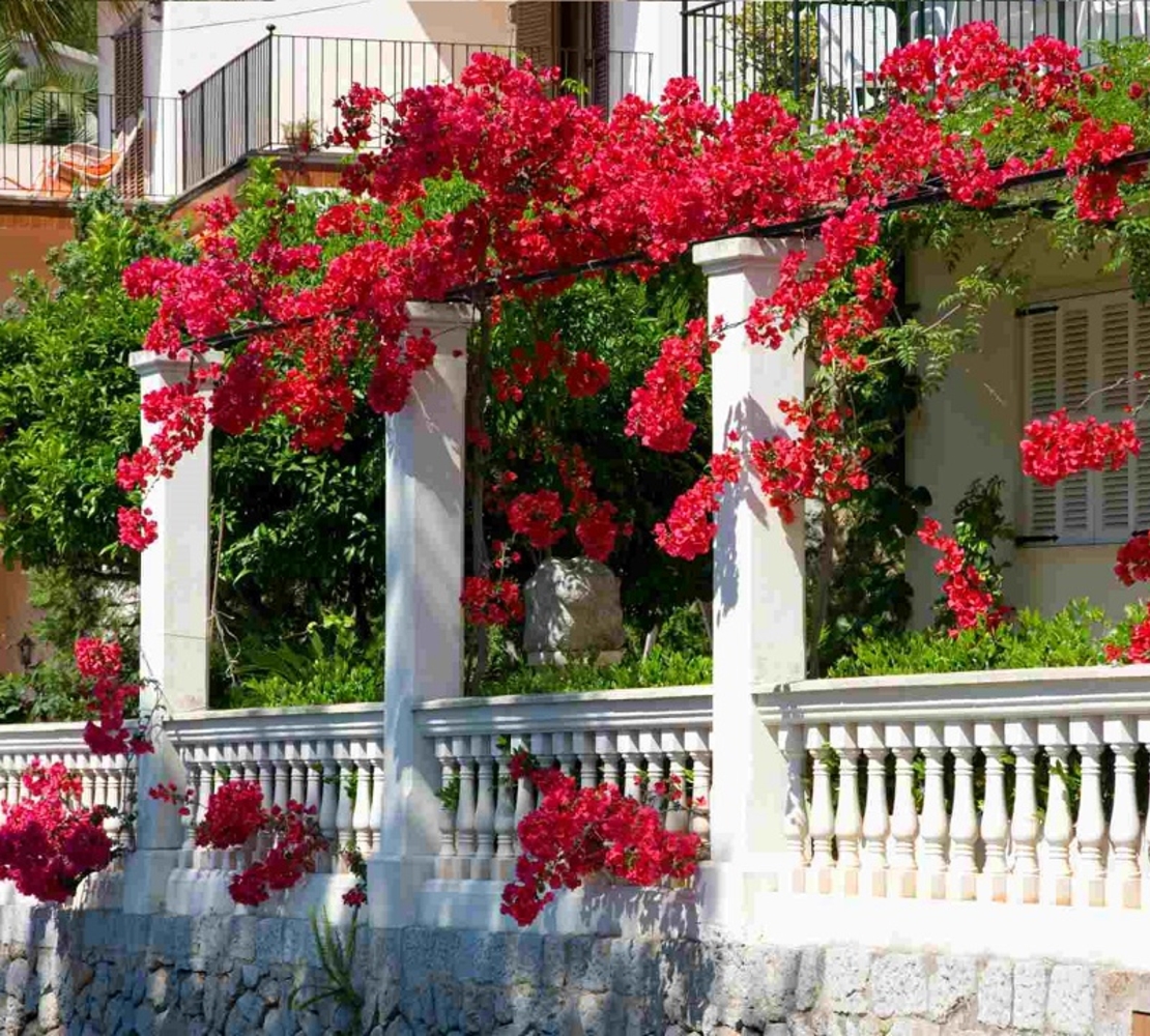 Кампсис (текомa) Tecoma radicans