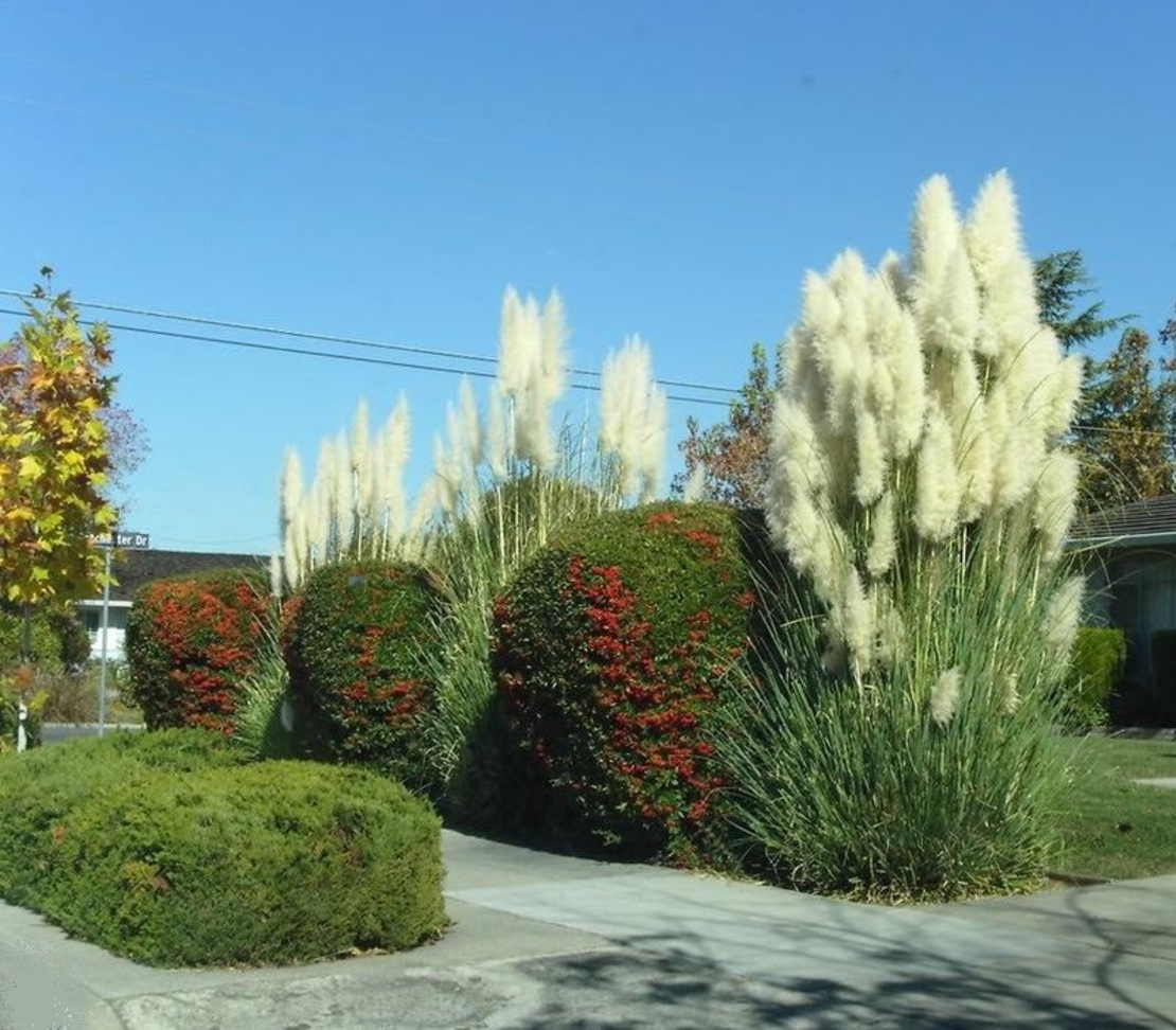 Кортадерия (пампасна трева) Cortaderia selloana