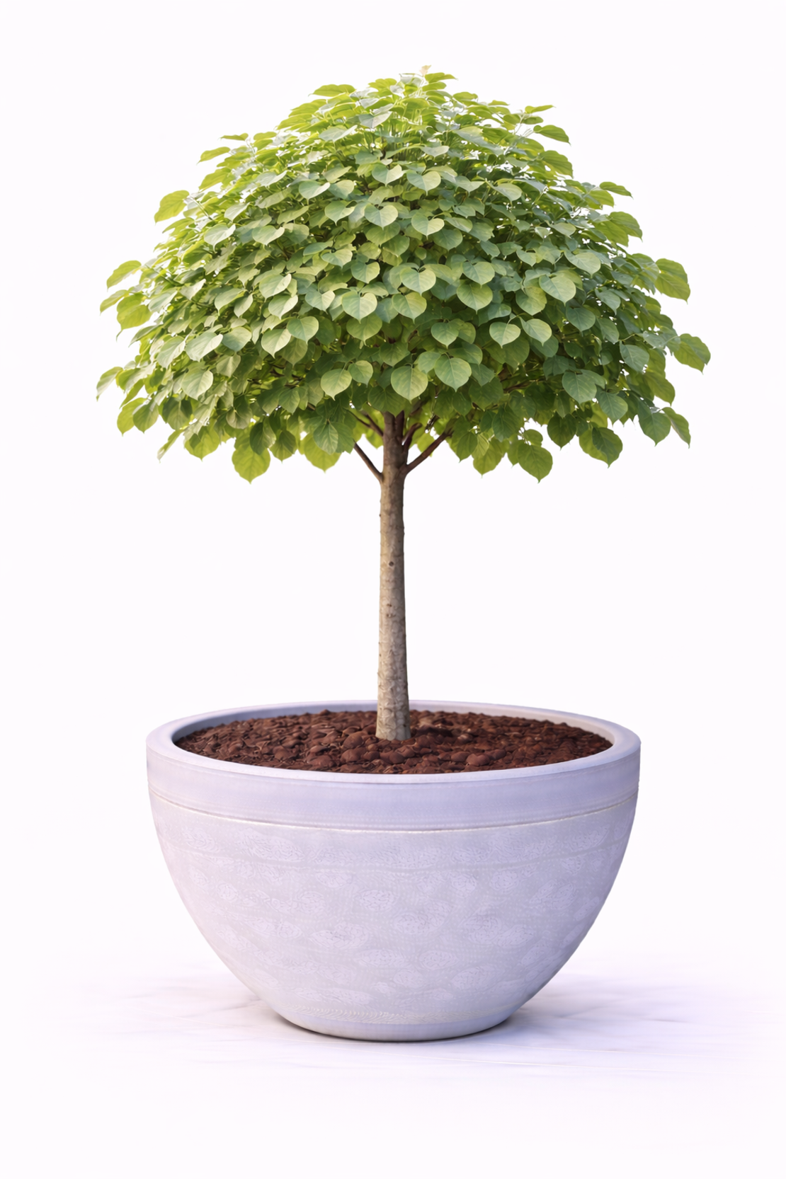 Липа бяла (аргентея) Tilia argentea