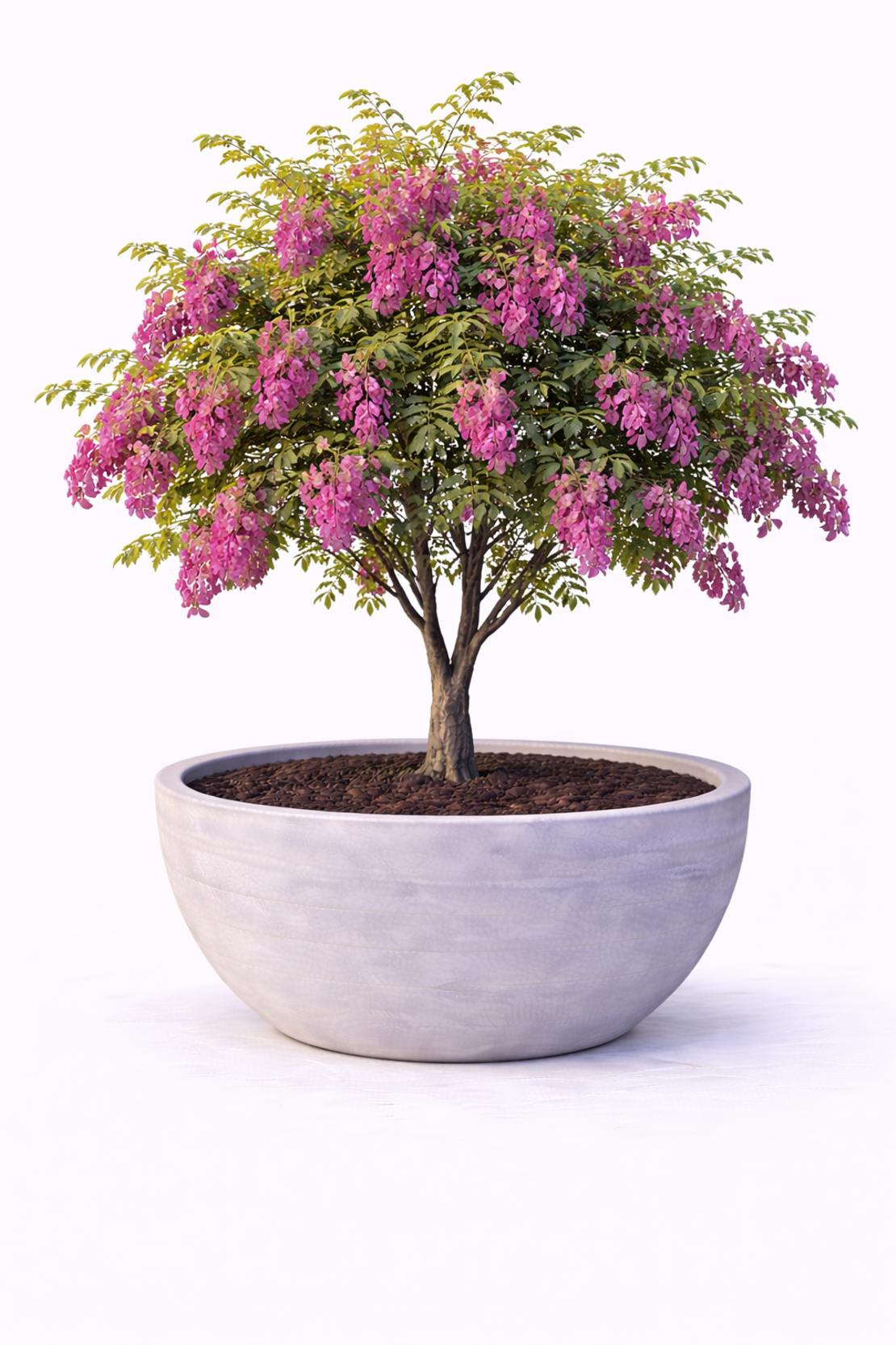 Робиния ‘Cascue Rouge’ Robinia margaretta ‘Casque Rouge’