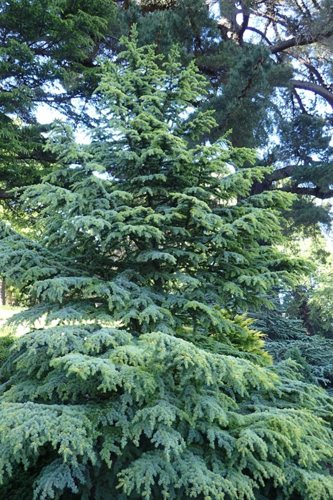 Кедър ливански ‘Glauca’ Cedrus libani ‘Glauca’