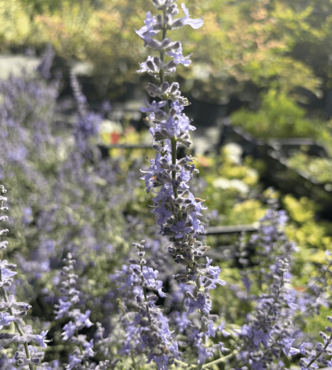 Перовския ‘Blue Spire’  | Perovskia atriplicifolia ‘Blue Spire’