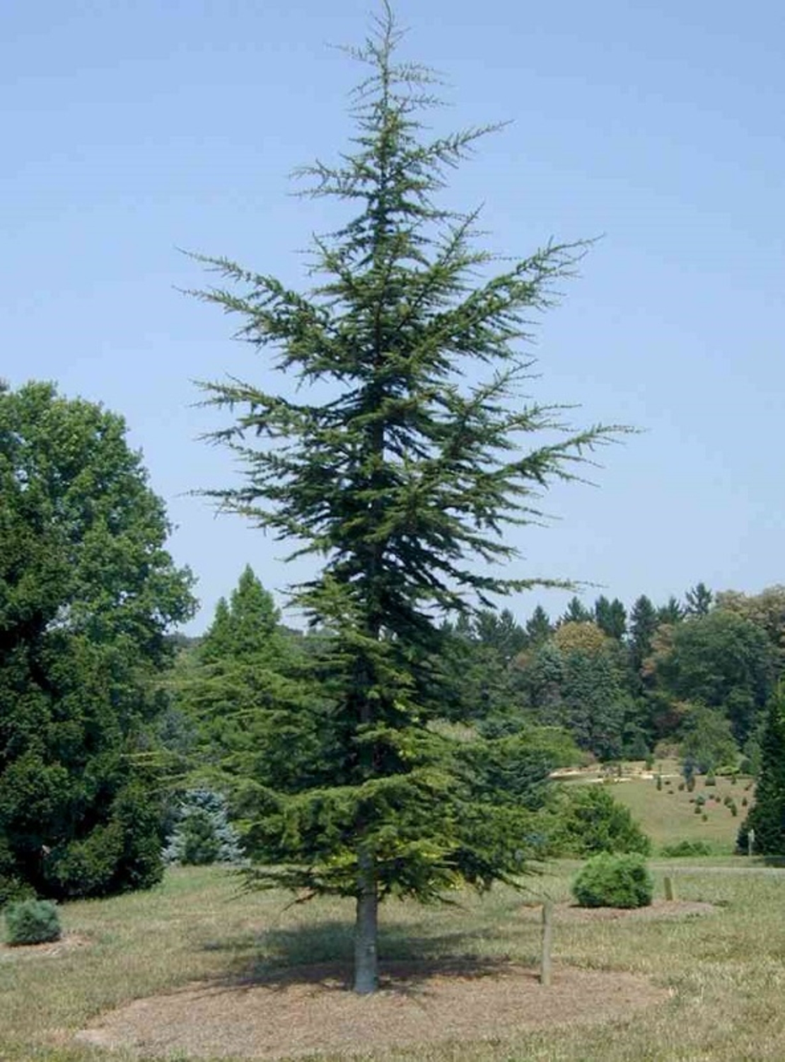 Кедър ливански / атласки Cedrus libani × atlantica