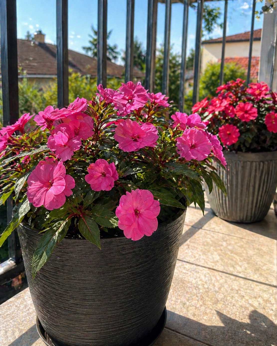 Импацианс Нова Гвинея 'Impatiens spp.'