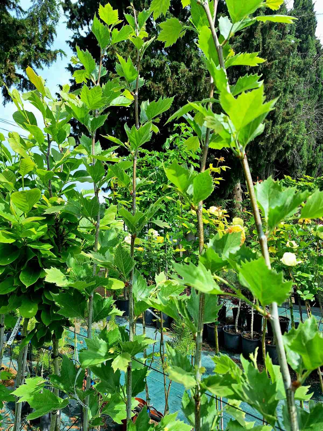 Източен чинар 'Platanus orientalis'