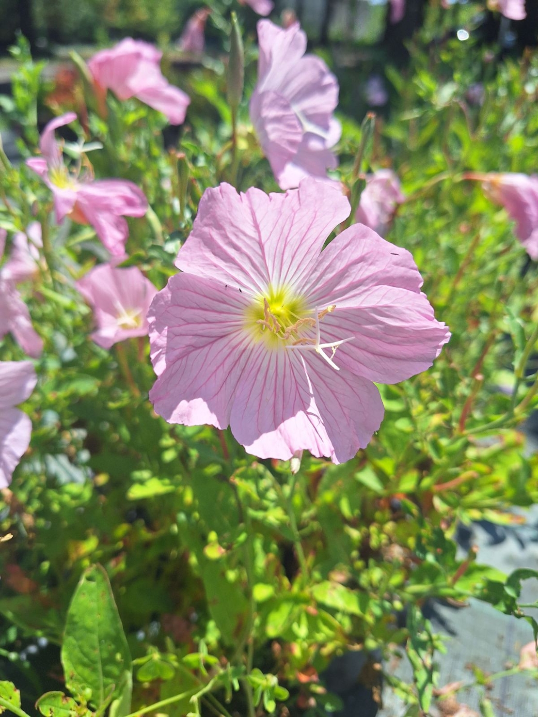 Розова йонотера 'Oenothera speciosa'
