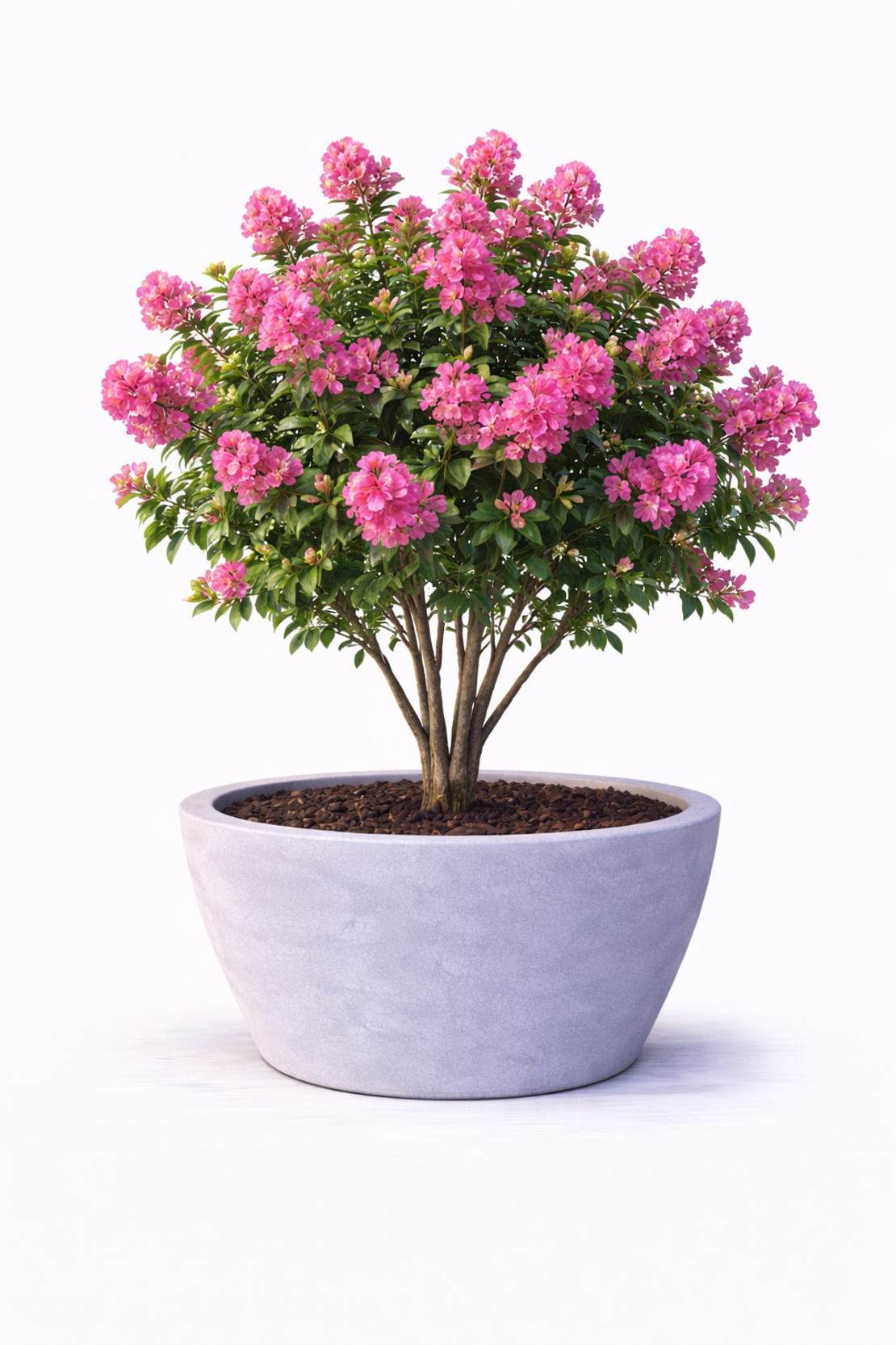 Лагерстремия индийска Lagerstroemia indica