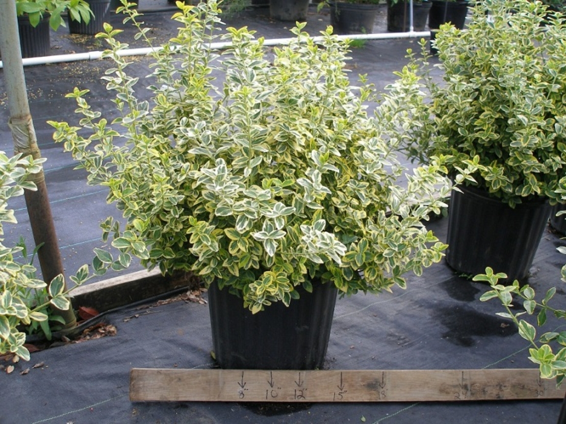 Евонимус японски пъстролистен Euonymus japonicus