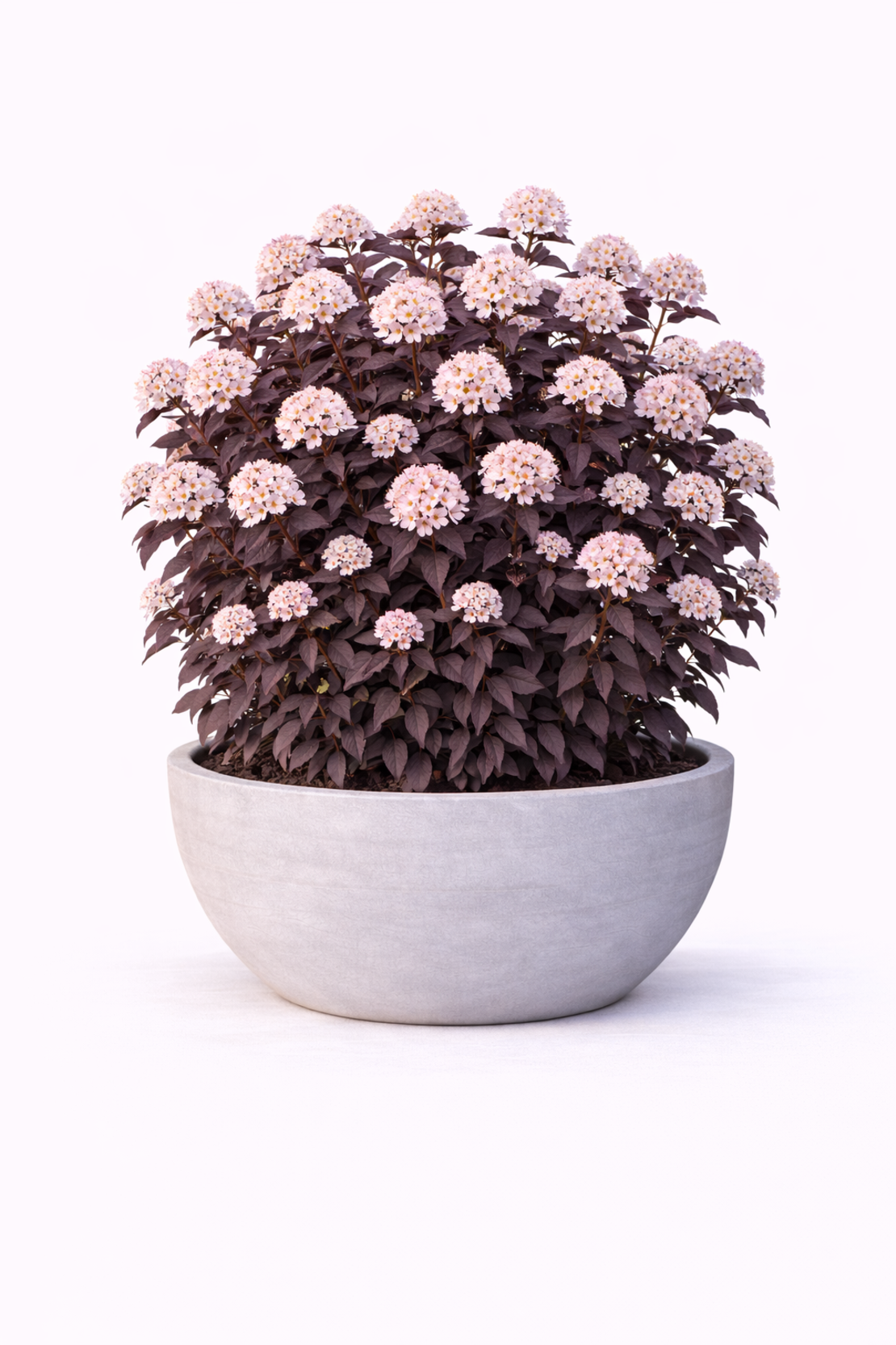 Физокарпус (пурпурен храст) Physocarpus opulifolius