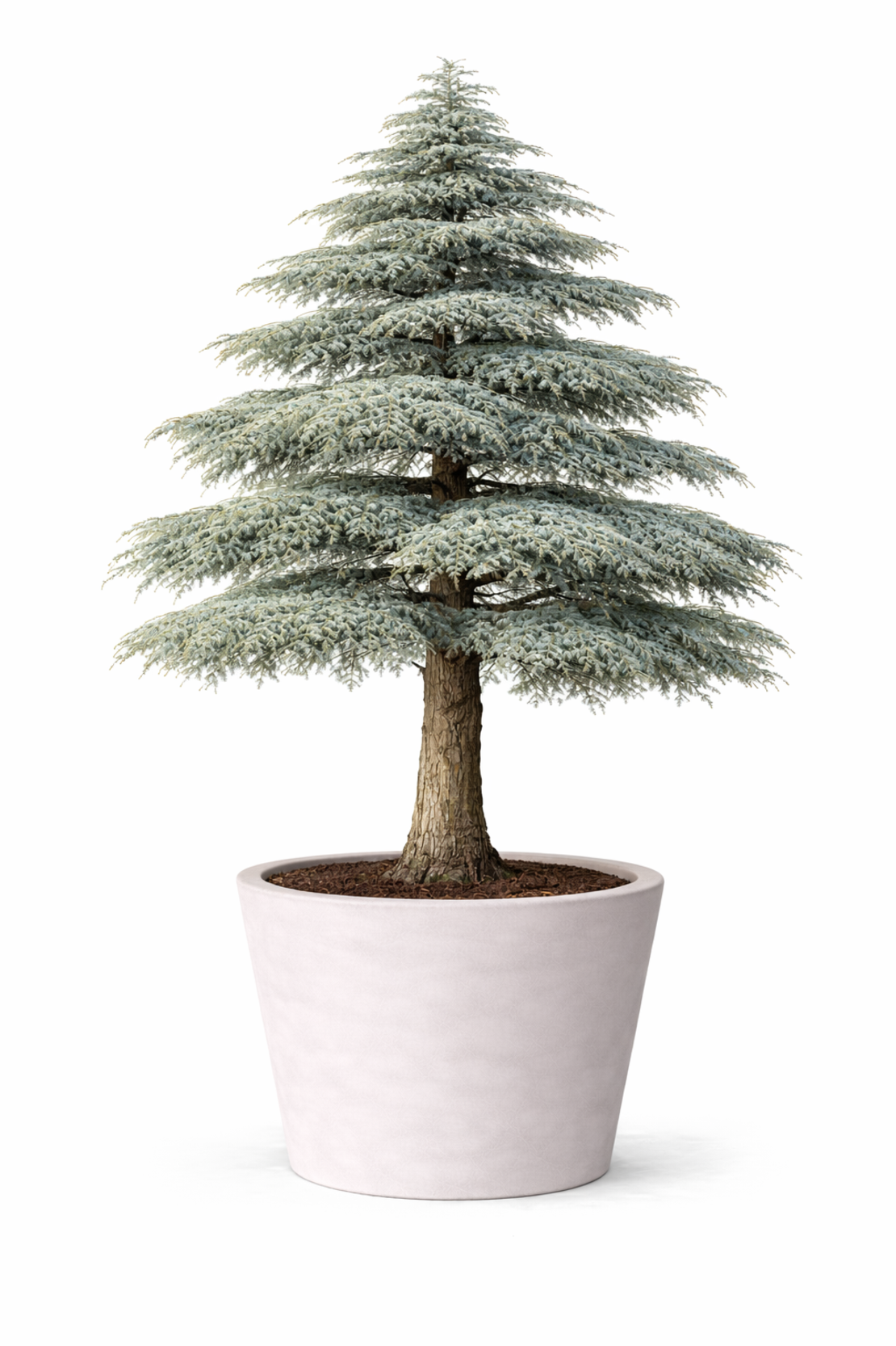 Кедър ливански / атласки Cedrus libani × atlantica