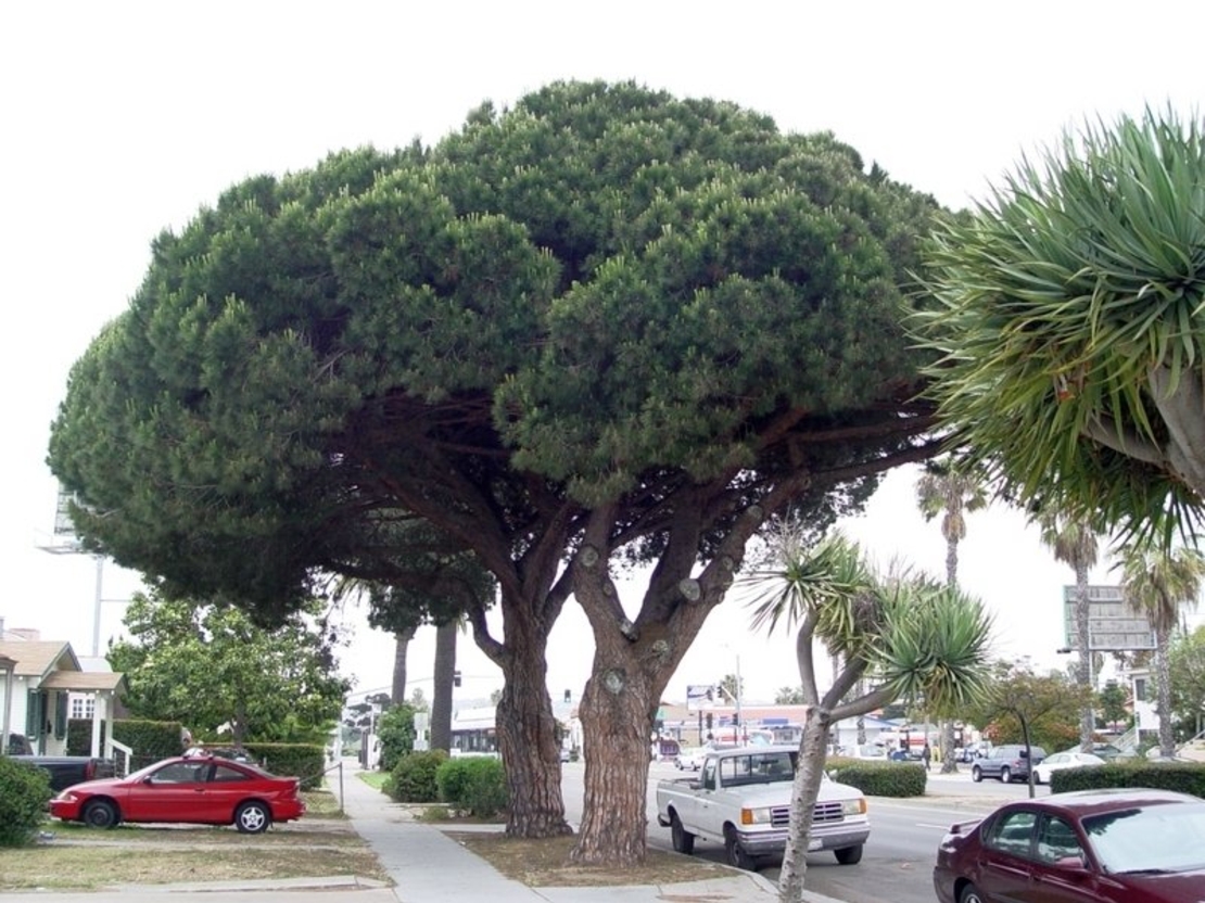 Бор каменен Pinus pinea