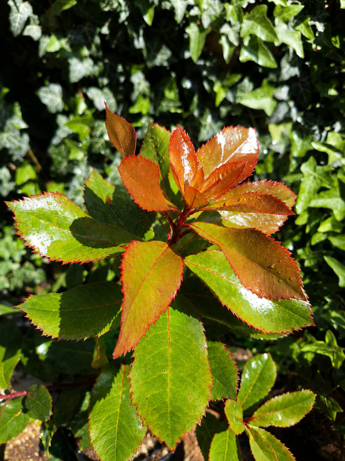 Арбутус / Ягодово дърво 'Arbutus unedo'