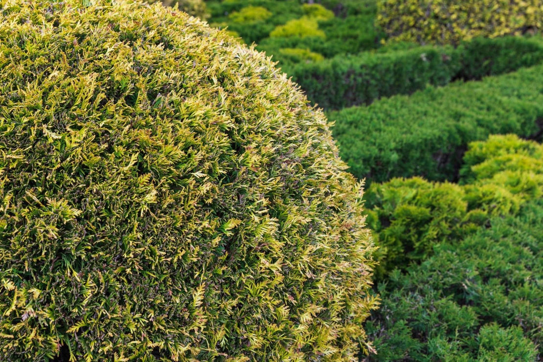 Туя Глобоза	 Thuja occ. 