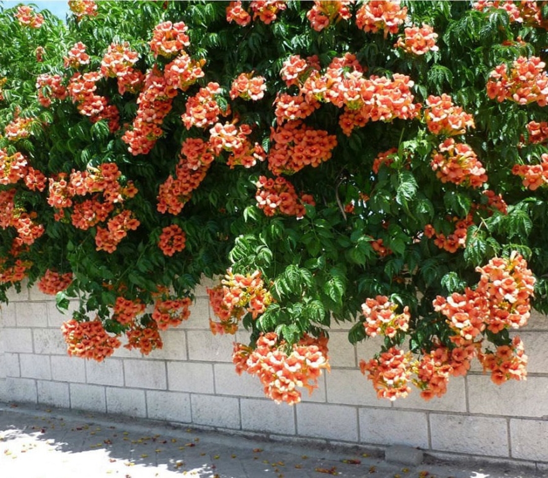 Кампсис (текомa) Tecoma radicans