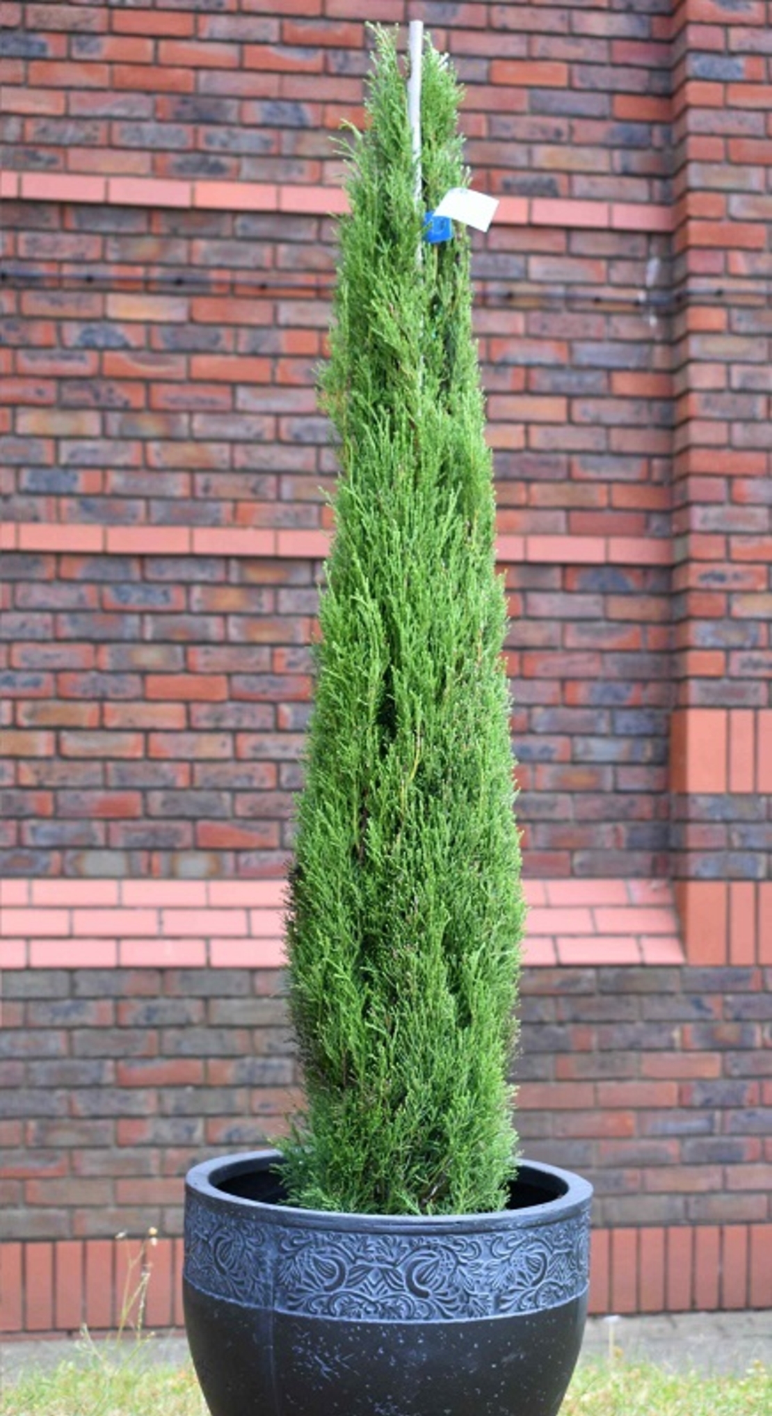 Италиански кипарис ‘Totem’ Cupressus sempervirens ‘Totem’