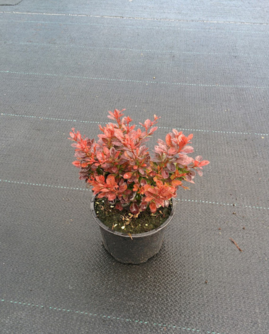 Берберис Тунберг ‘Aurea’ Berberis thunbergii ‘Aurea’