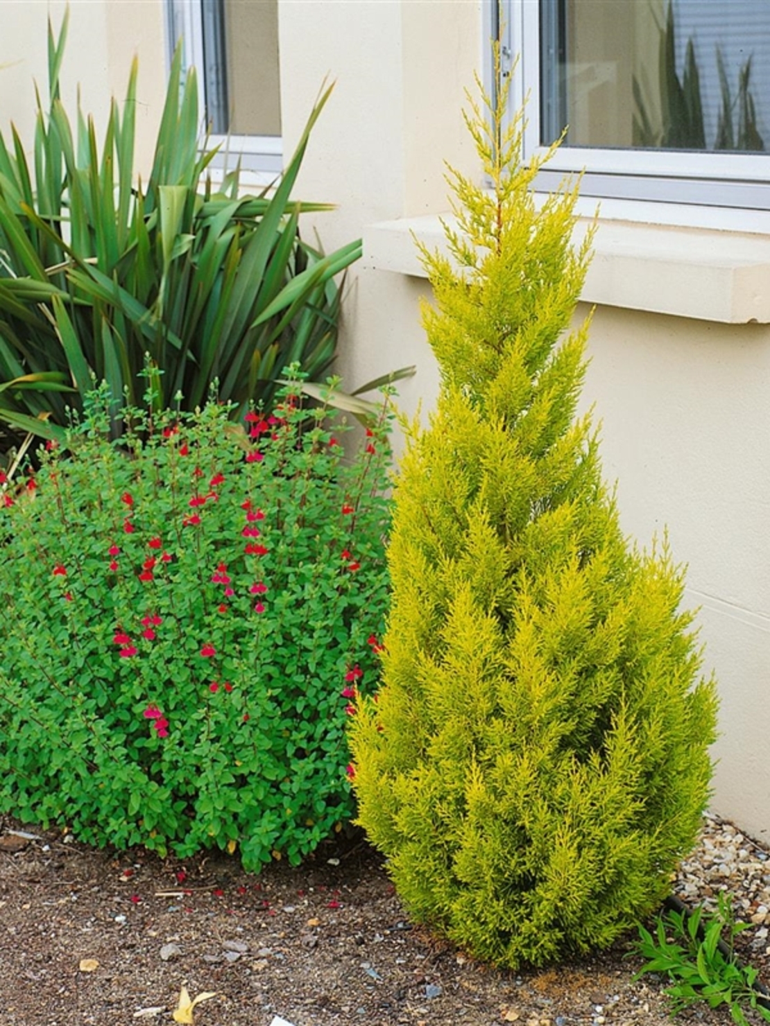 Макрокарпус кипарис ‘Wilma’ Cupressus macrocarpa ‘Wilma’