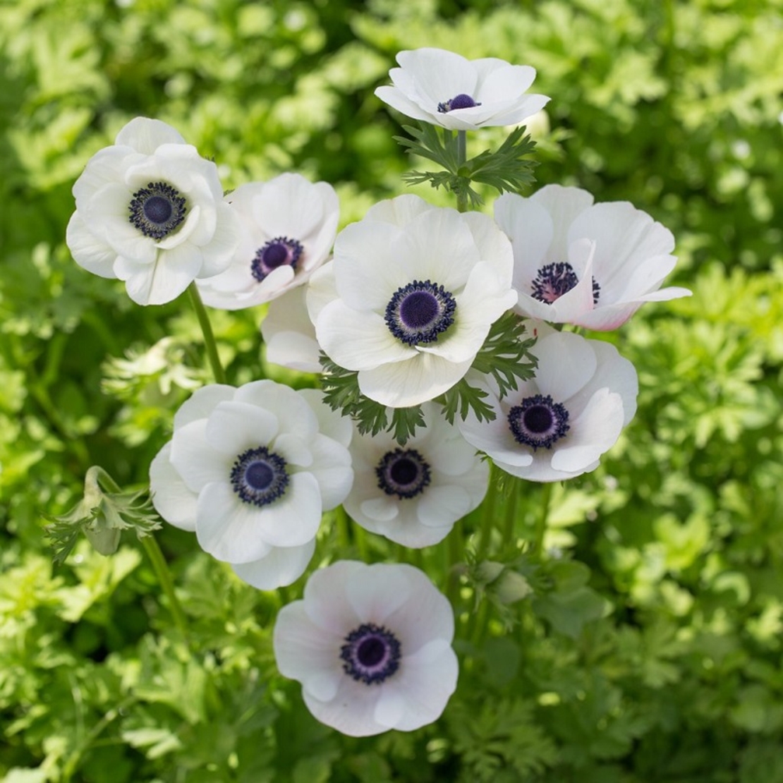 Анемония (коронария) Anemone coronaria