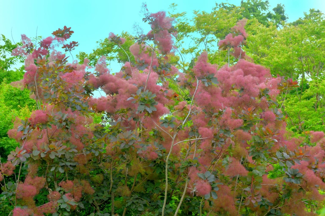 Тетра, смрадлика	Cotinus coggygria