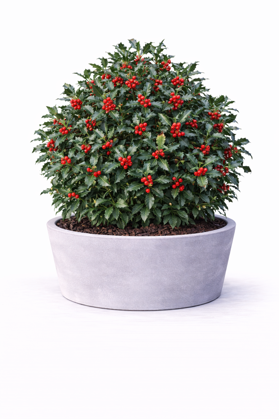 Джел ‘Alaska’ Ilex aquifolium ‘Alaska’