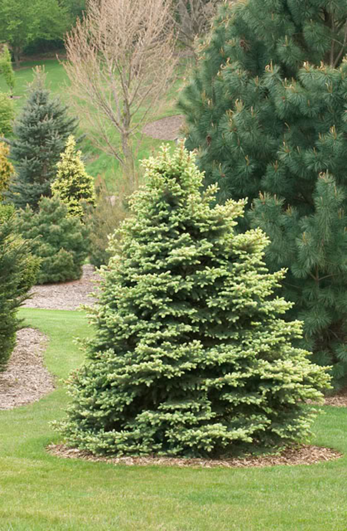 Смърч сребрист (пунгенс) Picea pungens