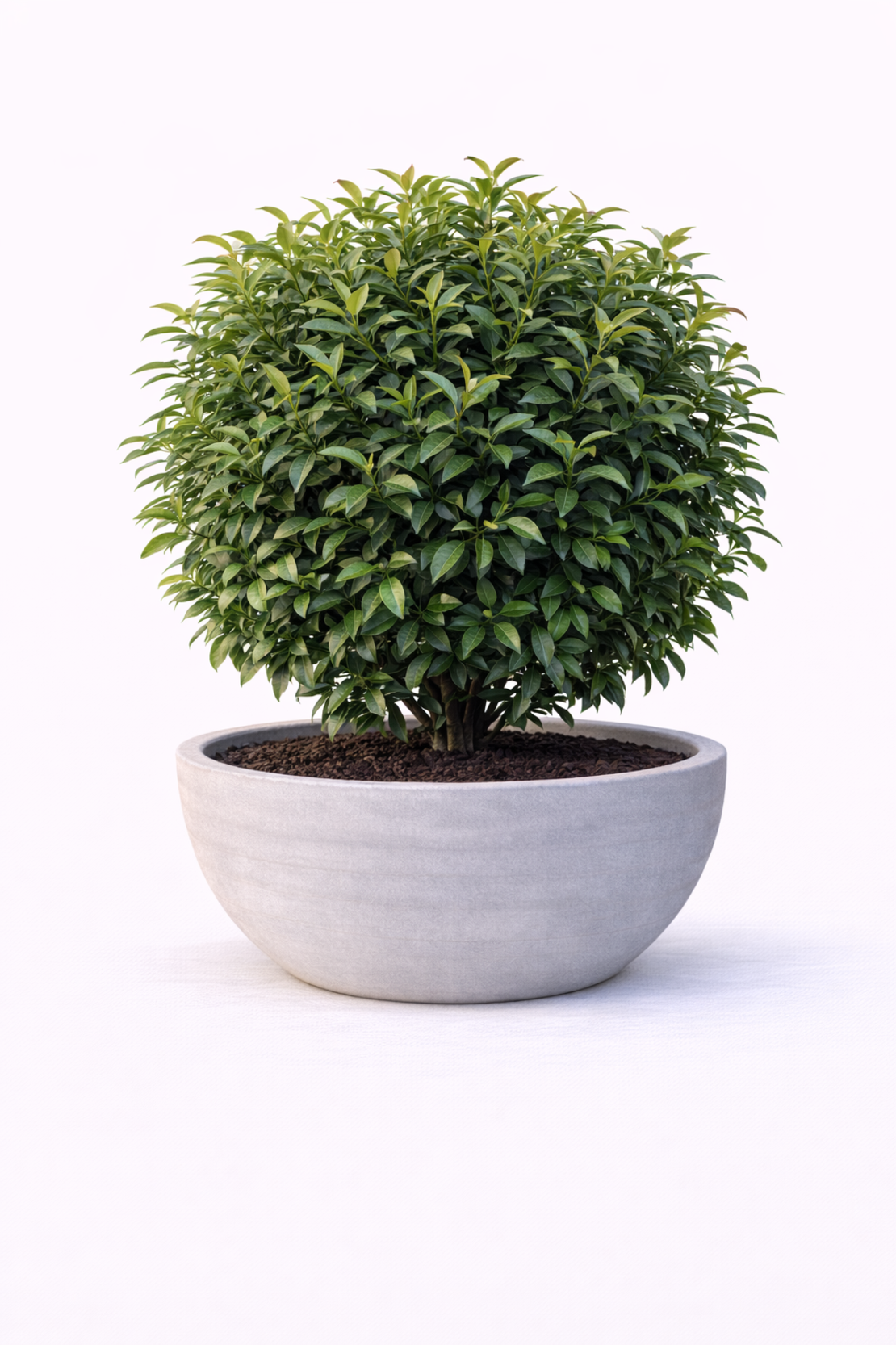 Лавровишня ‘Novita’ Prunus laurocerasus ‘Novita’