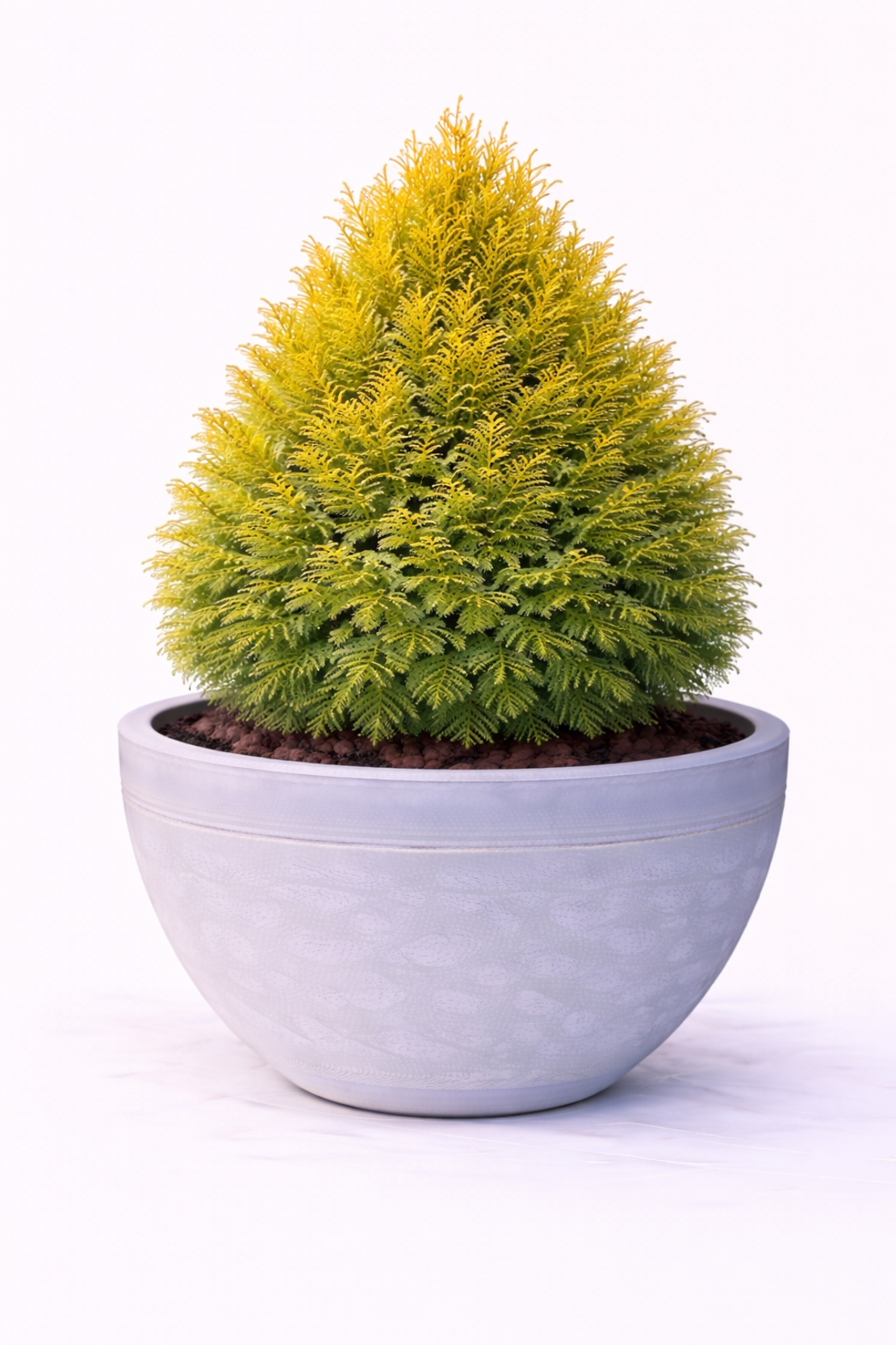 Туя ‘Aurea Nana’ Thuja occidentalis ‘Aurea Nana’