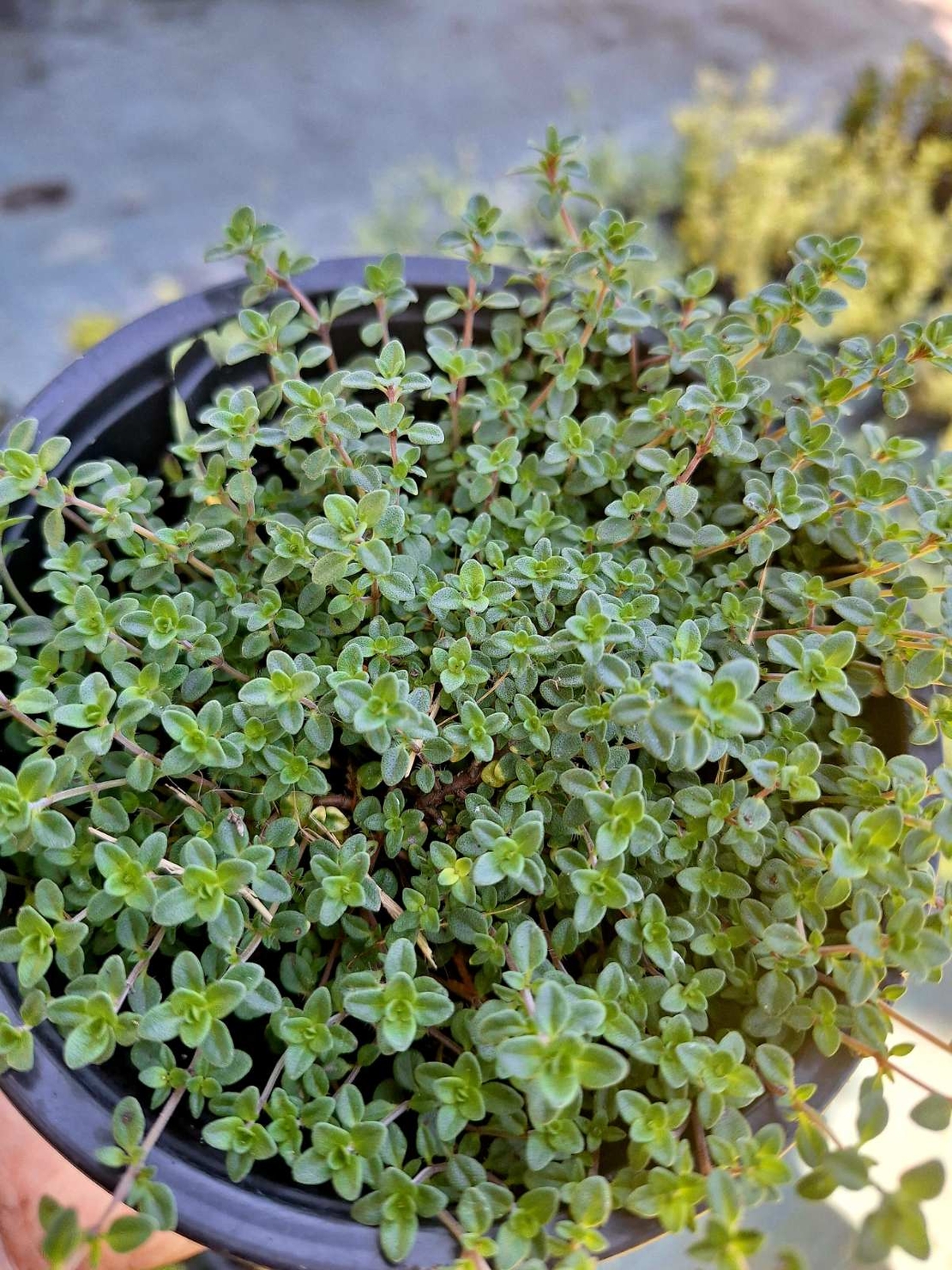 Лимонова мащерка 'Thymus citriodorus'