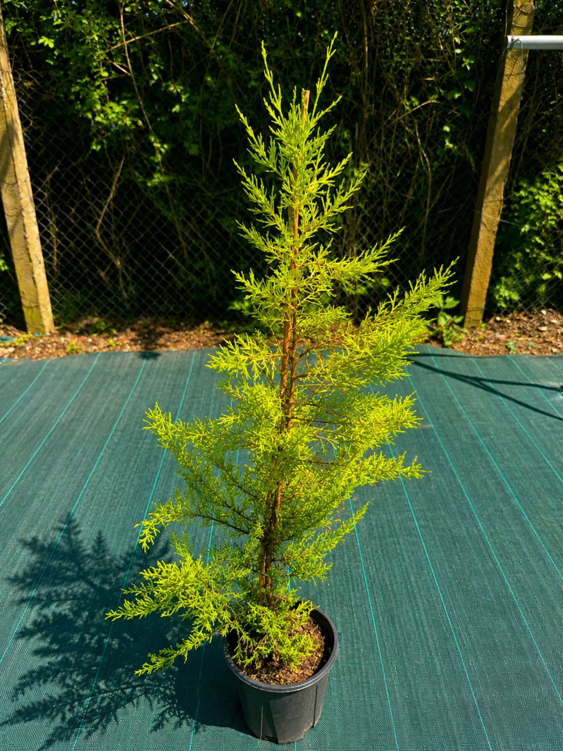 Лимонов кипарис ‘Goldcrest’ 'Cupressus macrocarpa Goldcrest'