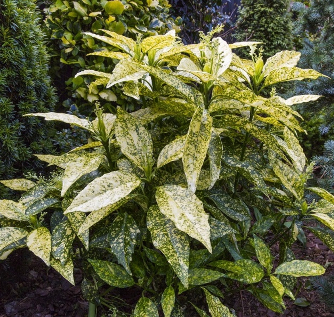 Аукуба ‘Crotonifolia’ Aucuba japonica ‘Crotonifolia’