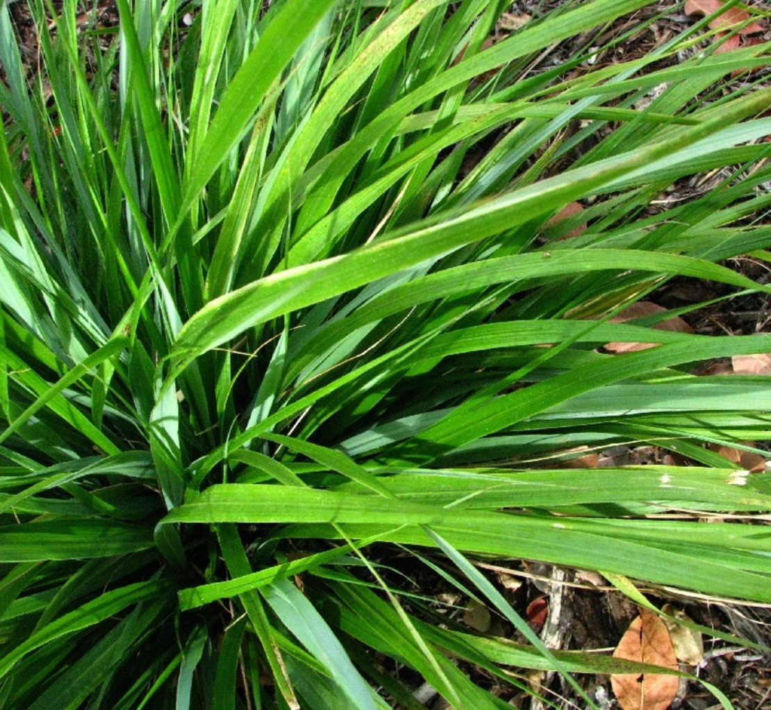 Ерагростис (тревица) Eragrostis spp.