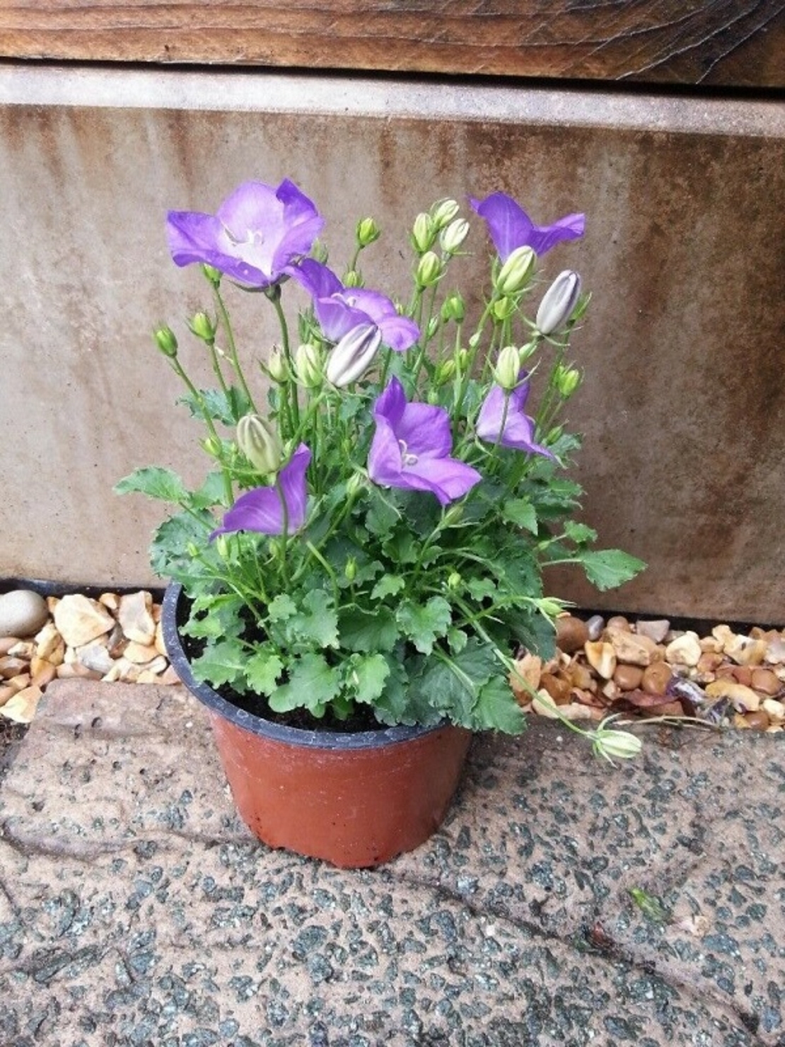 Кампанула (камбанка) Campanula carpatica