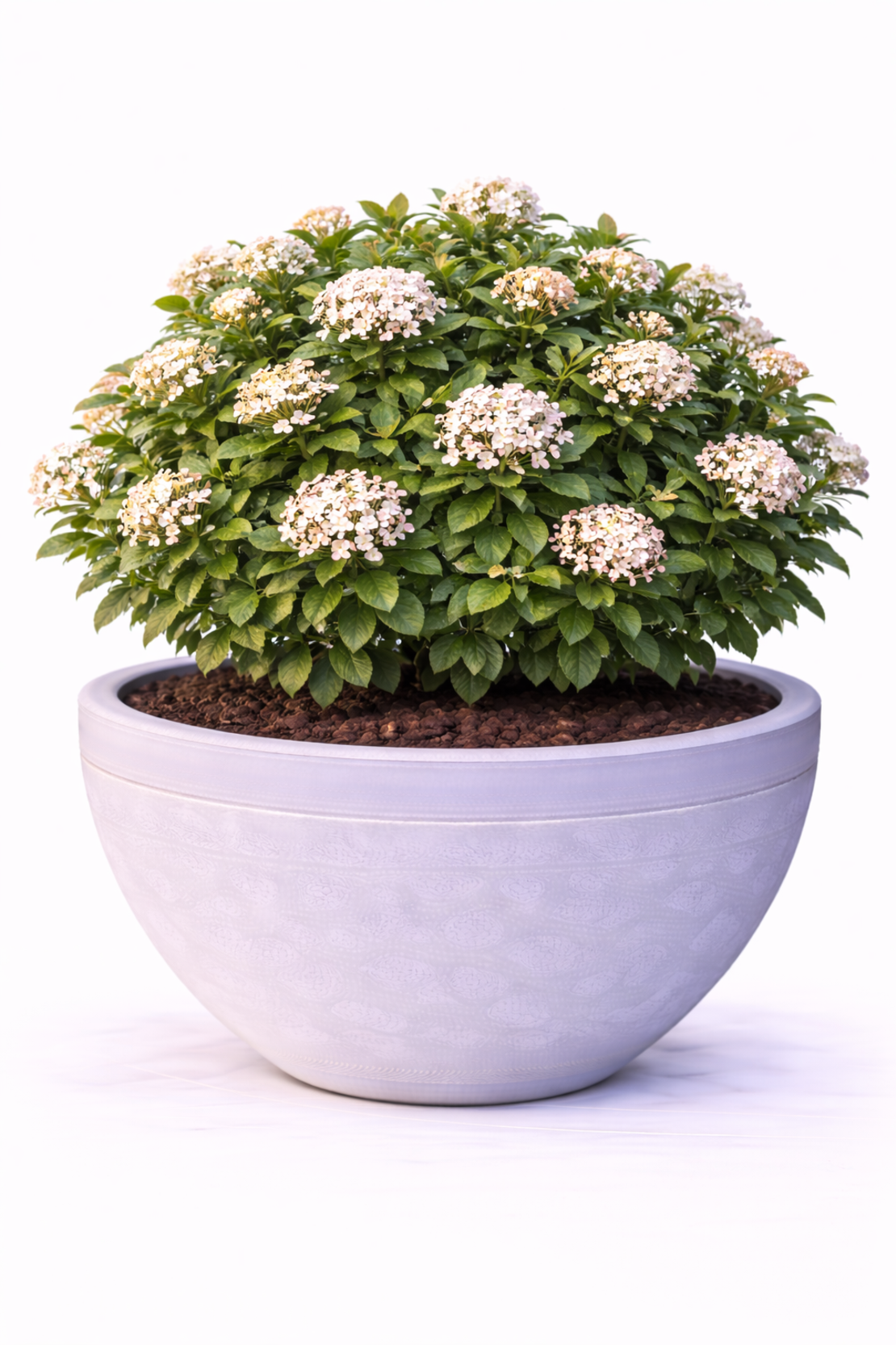 Калина ‘Tinus’ Viburnum tinus