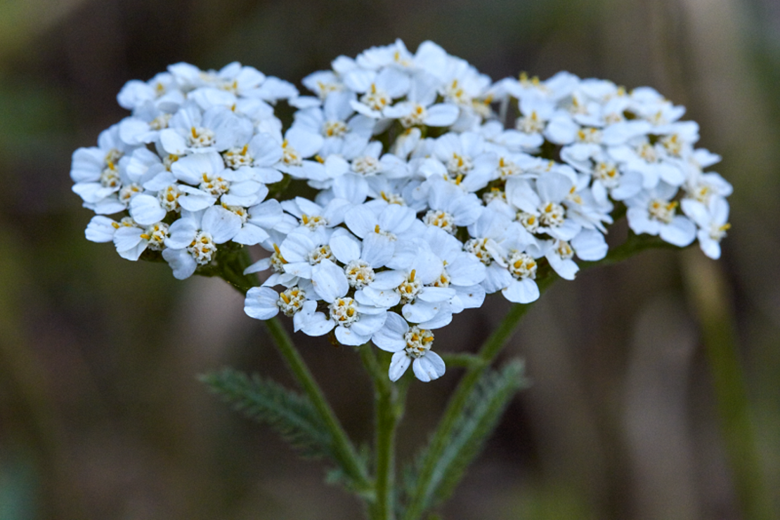 Ахилея (равнец) Achillea spp.