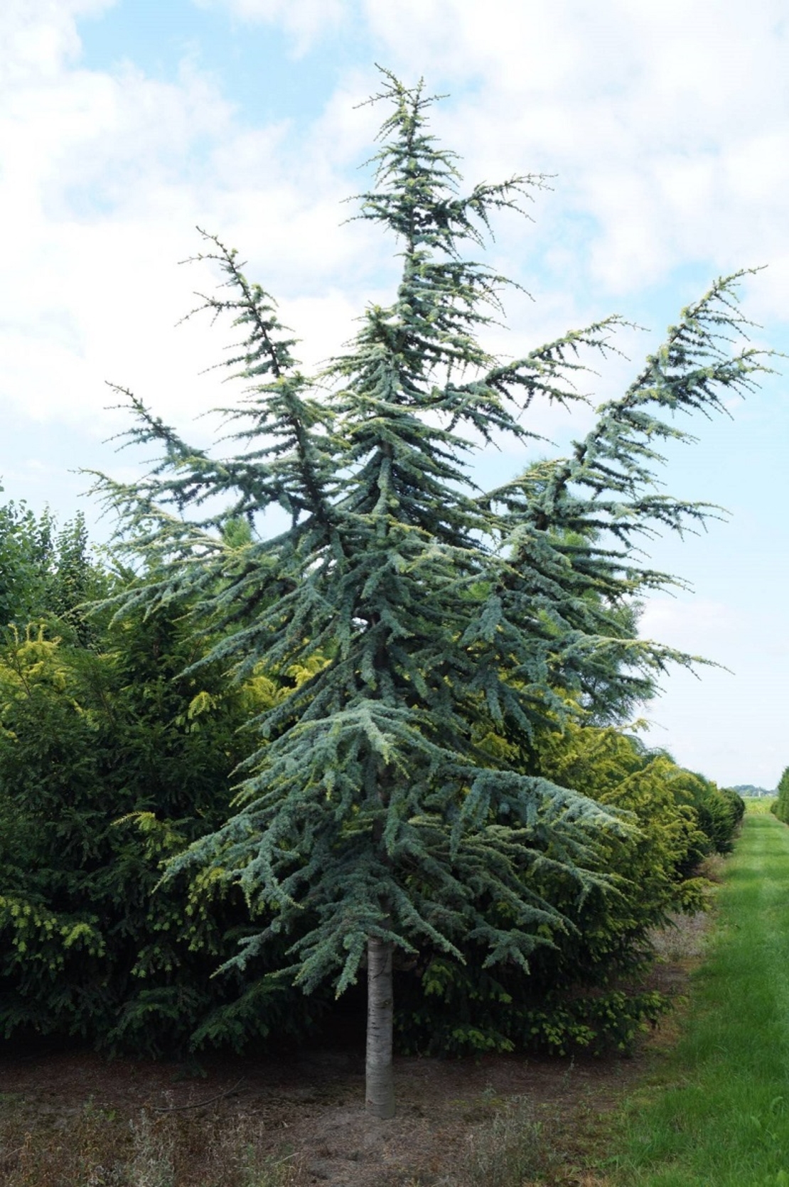 Кедър атласки ‘Glauca’ Cedrus atlantica ‘Glauca’