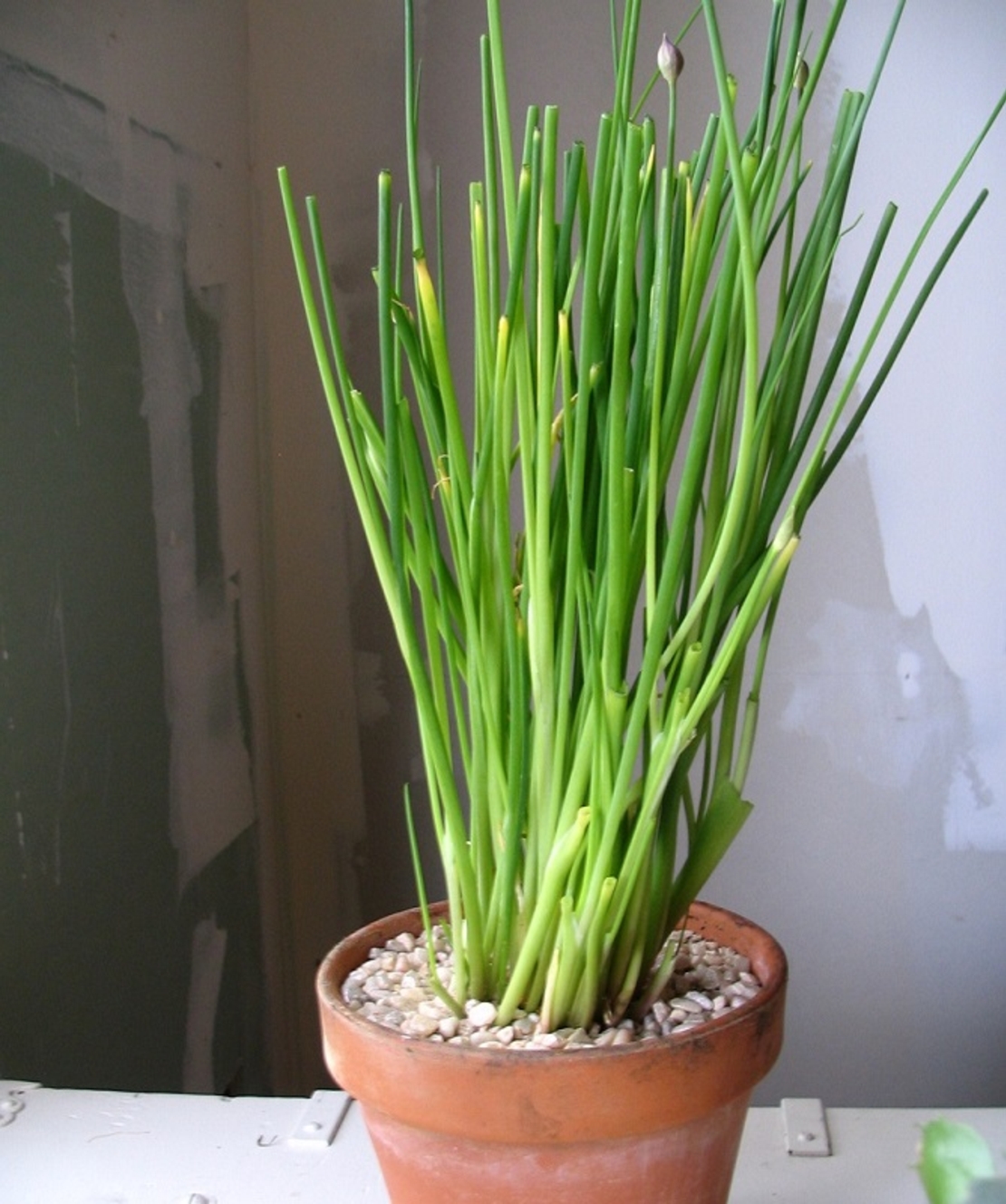 Декоративен лук ‘Christophii’ Allium cristophii