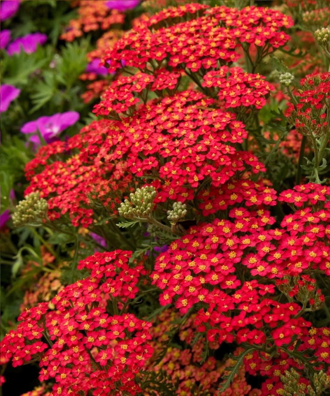 Ахилея (равнец) Achillea spp.