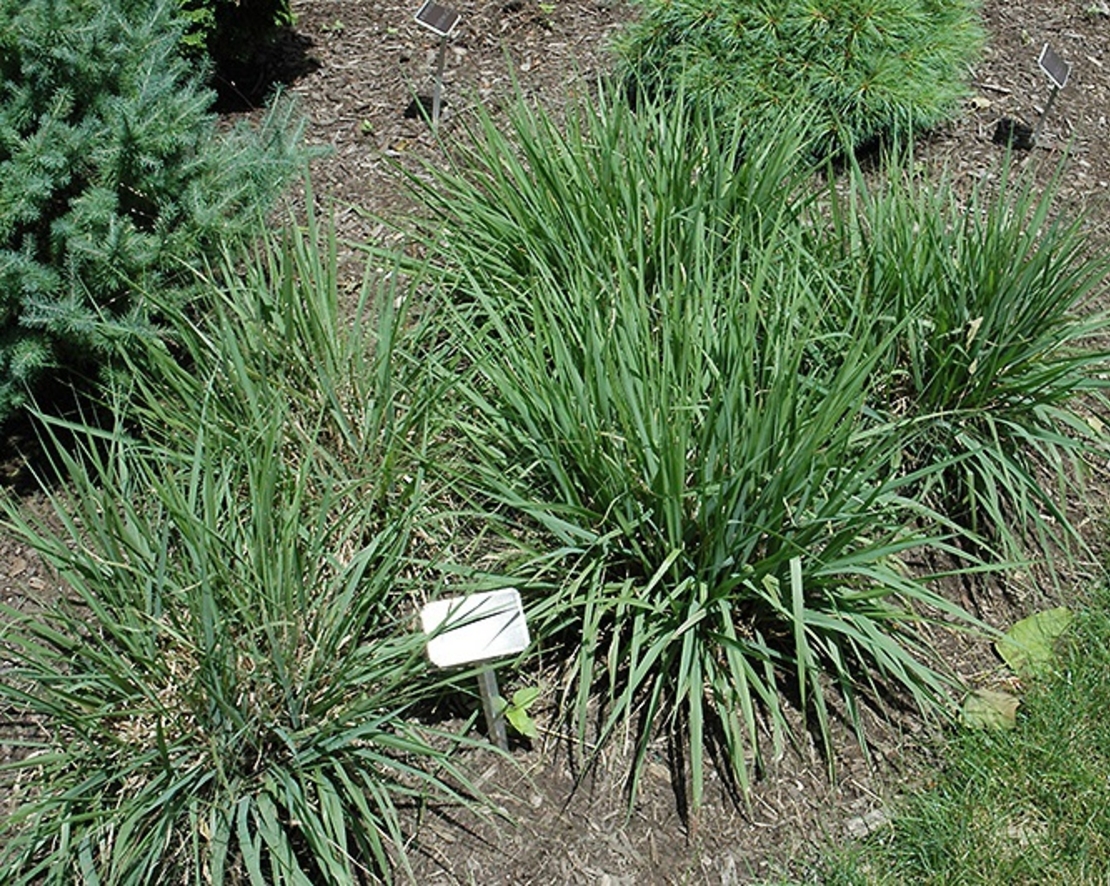 Ерагростис (тревица) Eragrostis spp.