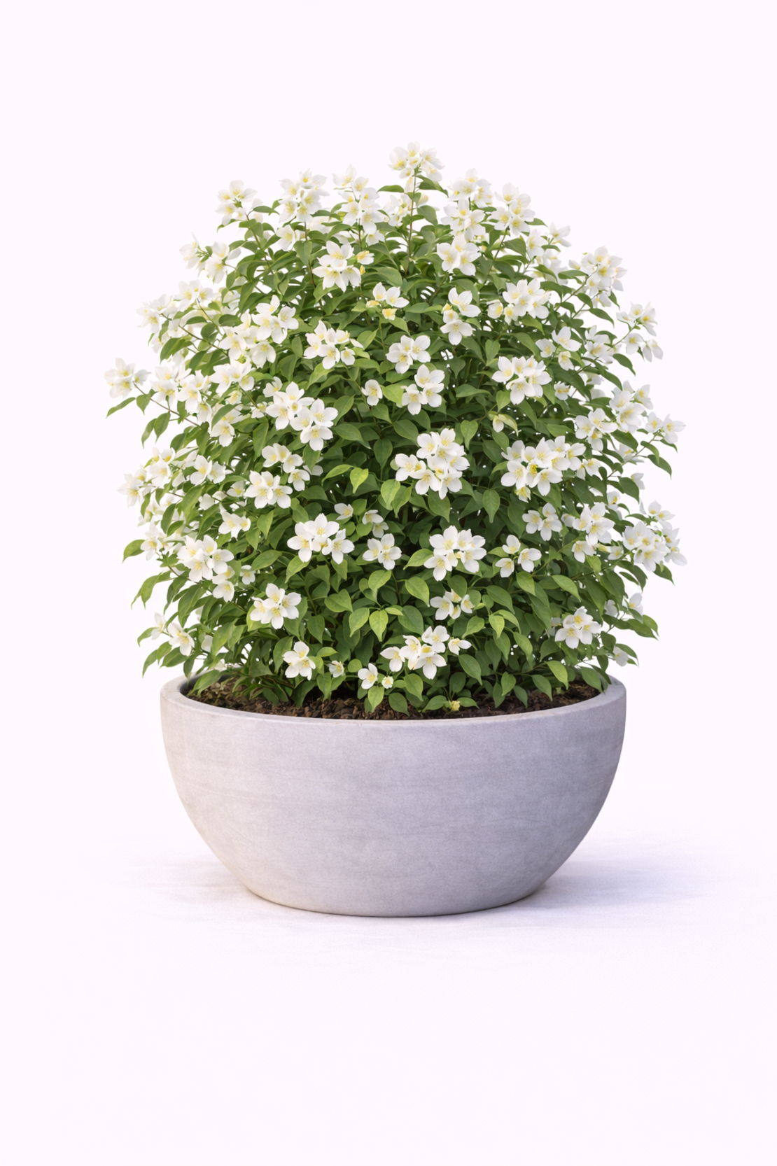 Филаделфус (чубушник) Philadelphus coronarius