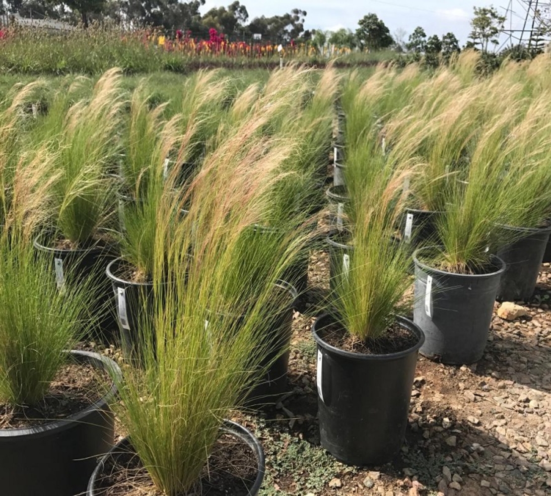 Стипа ‘Pony Tails’ Stipa tenuissima ‘Pony Tails’
