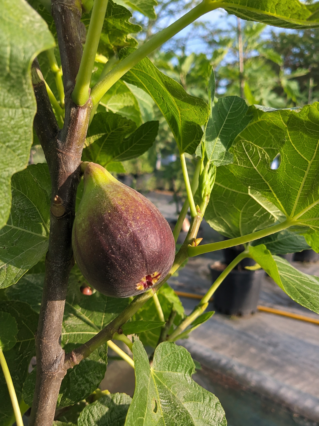 Смокиня 'Ficus carica'